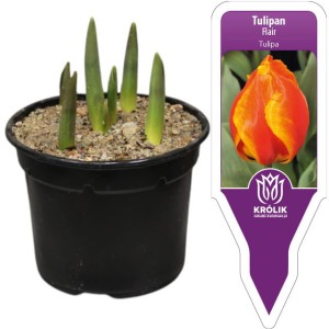 Tulipan czerwono-żółty Flair w doniczce 4 cebulki