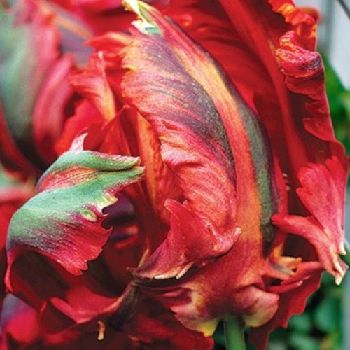 Tulipan papuzi Constantinople 5 szt. 11/12
