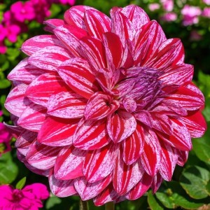 Dalia dekoracyjna Sturm Sweet Nicole1 szt.