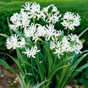 Nerine bowdenii Nerina Bowdena Wit 1 szt.