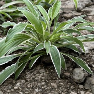 Hosta Funkia Sandhill Crane 1 szt.