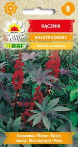 Rącznik Kasztanowiec nasiona 8 szt.  / T /