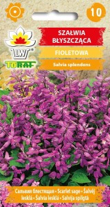 Szałwia błyszcząca fioletowa 10 szt.  / T /