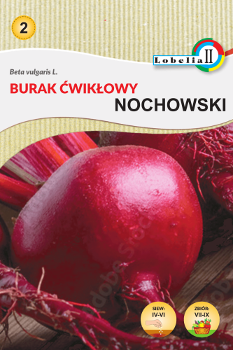 Burak ćw.Nochowski nasiona 10g  / L /