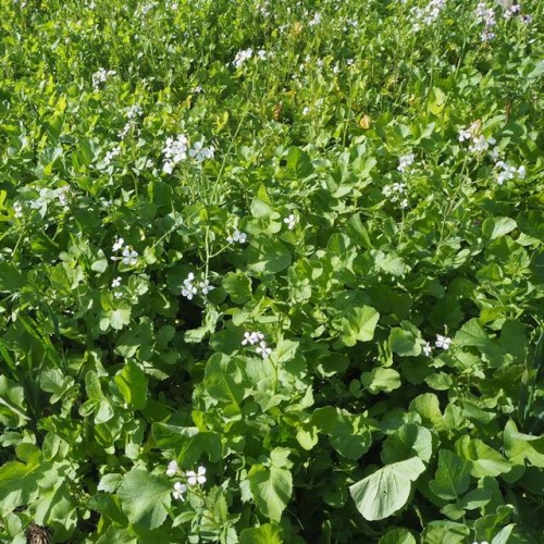Rzodkiew oleista przedplon i poplon nasiona 1 kg
