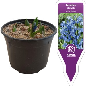 Scilla Cebulica syberyjska w doniczce 7 cebulek