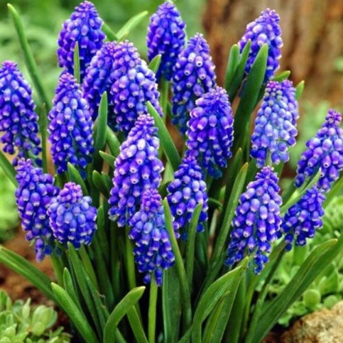 Muscari Szafirek Armeński Armeniacum 50 szt.