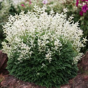 Aruncus Aethusifolius Parzydło blekotolistne 1 szt.