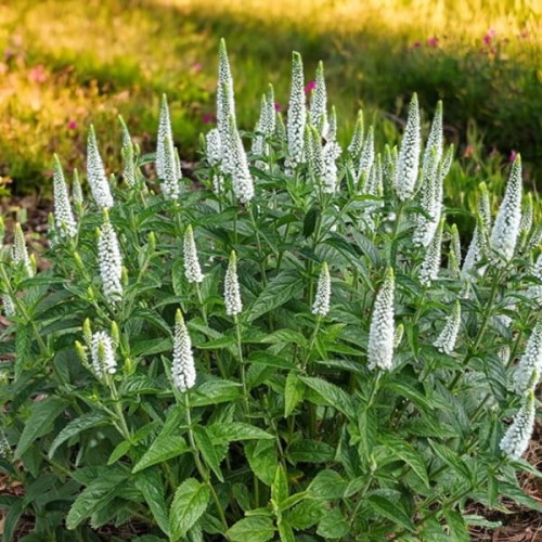 Veronica Przetacznik longifolia Schneeriesin 1 szt
