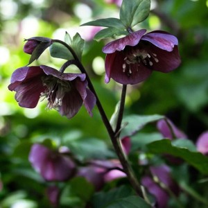Helleborus Ciemiernik Atrorubens 1 szt.