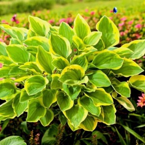 Hosta Funkia Golden Tiara 1 szt.