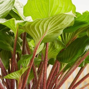 Hosta Funkia Gooseberry Sundae 1 szt.