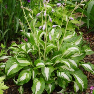Hosta Funkia Mediovariegata 1 szt.