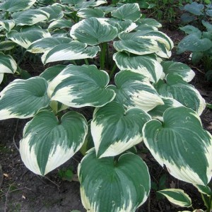 Hosta Funkia Robert Frost 1 szt.