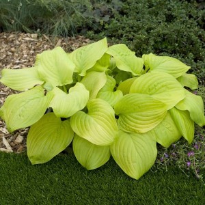 Hosta Funkia Tortilla Chip 1 szt.