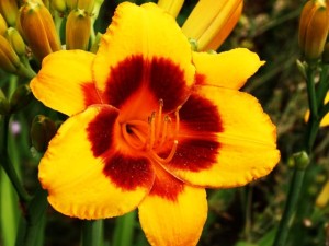 Hemerocallis Liliowiec El Desperado 1 szt.