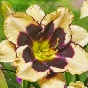 Hemerocallis Liliowiec Celebration of Angels 1 szt