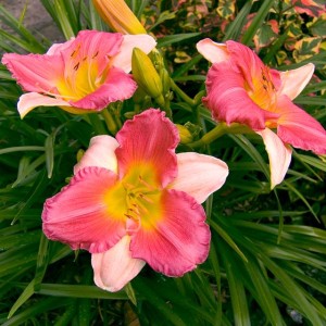 Hemerocallis Liliowiec Final Touch 1 szt.