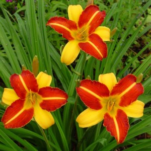 Hemerocallis Liliowiec Frans Hals 1 szt.