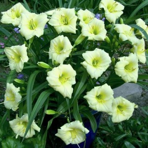Hemerocallis Liliowiec Longfields Pearl 1 szt.