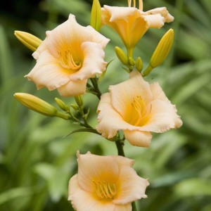 Hemerocallis Liliowiec Mini Pearl 1 szt.