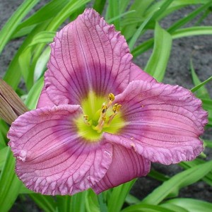 Hemerocallis Liliowiec Siloam New Toy 1 szt.