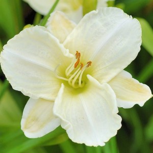 Hemerocallis Liliowiec White Temptation 1 szt.
