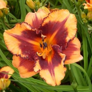 Hemerocallis Liliowiec Fireside Garnet 1 szt.
