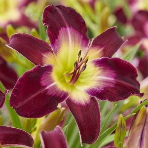 Hemerocallis Liliowiec Longfields Model 1 szt.