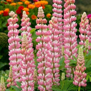 Lupinus Łubin trwały The Chatelaine 1 szt.