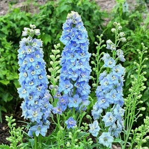 Ostróżka Magic Fountain Sky Blue White Bee 1 szt.