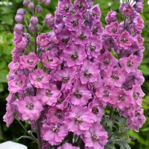Delphinium Ostróżka pacyfic Astolat 1 szt.