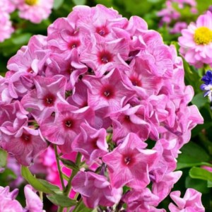 Phlox Flox Płomyk wiechowaty Ferris Wheel 1 szt.