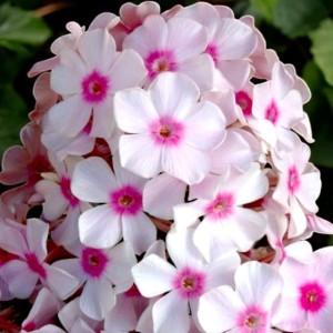 Phlox Flox Płomyk wiechowaty Graf Zeppelin 1 szt.
