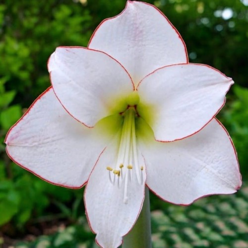 Hippeastrum Amarylis Picotee XXL 28/30 1 szt.