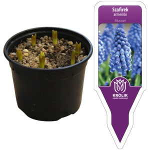 Muscari Szafirek Armeński w doniczce 7 cebulek