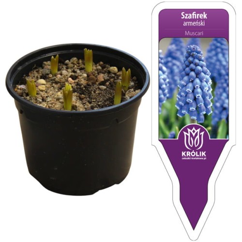 Muscari Szafirek Armeński w doniczce 7 cebulek