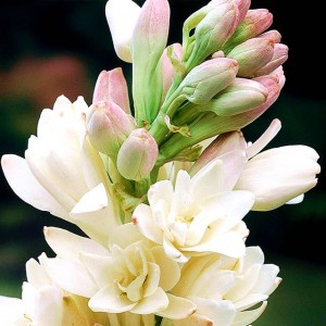 Perłowy kwiat Tuberoza The Pearl 1 szt.