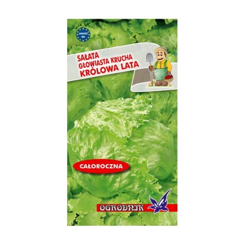 Sałata krucha Królowa Lata nasiona 1g  / O /