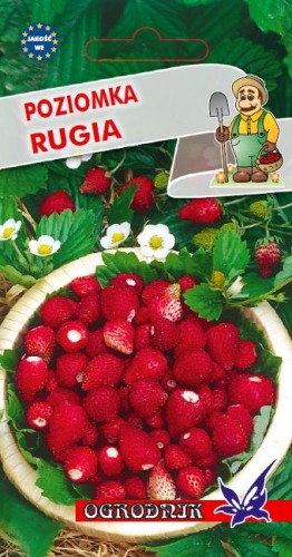 Poziomka Rugia nasiona 0,2g  / O /