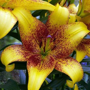 Lilia azjatycka Golden Stone 1 szt.