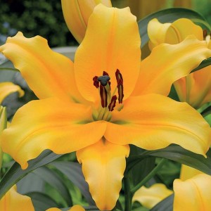 Lilia drzewiasta Corcovado XXL (22/24) 1 szt.