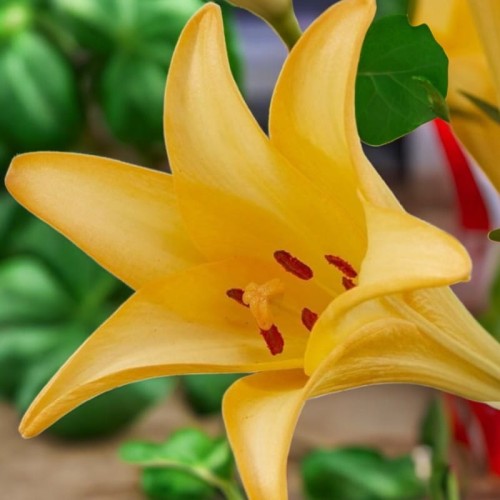 Lilia longiflorum Difference 16/18