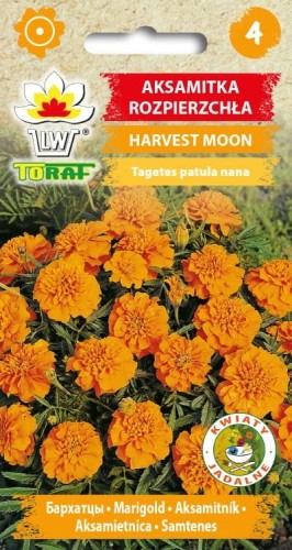 Aksamitka rozp. Harvest Moon nasiona 1g  / T /