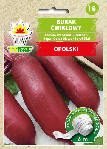 Burak ćwikłowy Opolski taśma 6m nasiona  / T /