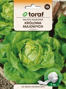 Sałata masłowa Królowa Majowych taśma 7m  / T /