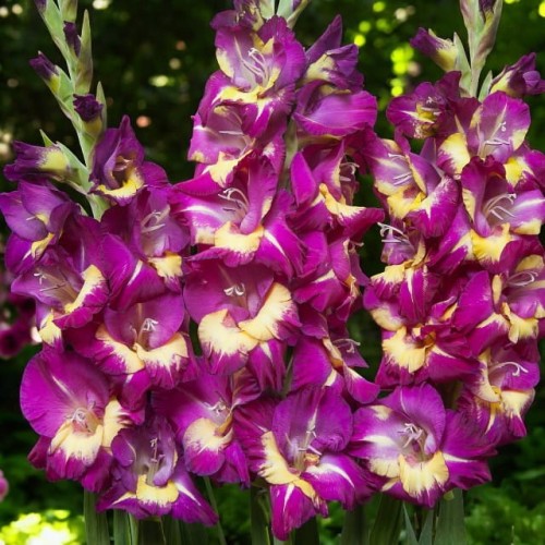 Gladiolus Mieczyk Seashore 5 szt. 12/14