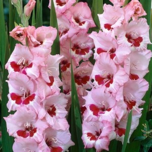 Gladiolus Mieczyk Wine and Roses XXL 5 szt. 14/16