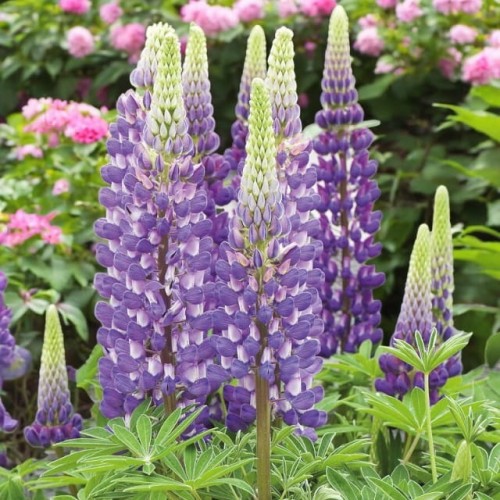 Lupinus Łubin trwały The Governor 1 szt. doniczka P9