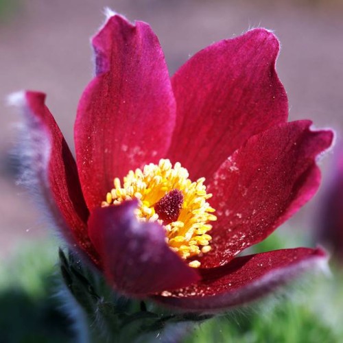 Pulsatilla Sasanka zwyczajna Rubra 1 szt. doniczka P9